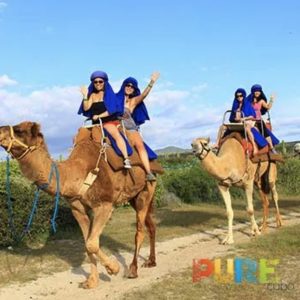 Camel Safari